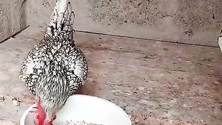 Eat from the bowl