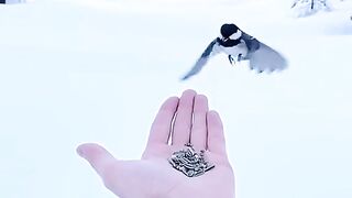 FUNNY LOL WIN