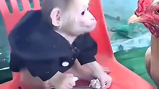 funny videos of Pja