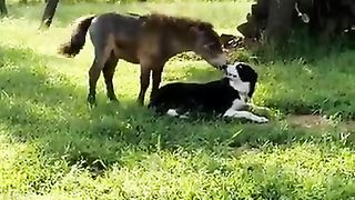 FUNNY LOL WIN