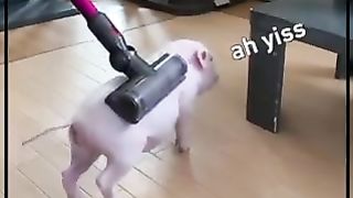 FUNNY LOL WIN