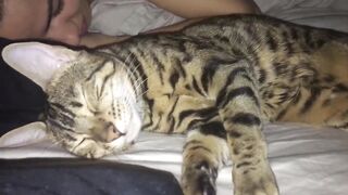 Bengal Cat Sleep Talks