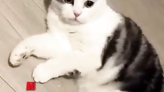 Chat secoué
