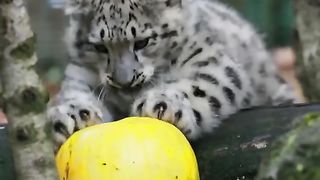 Leopardo das neves