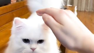 Cat Lovers