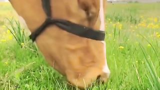muuuuu
