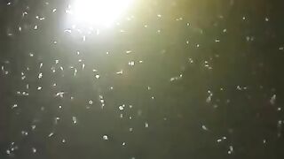 Jika larva lele kalian seperti ini dimalam hari❗Segera kocor air agar oksigen berlarut bertambah