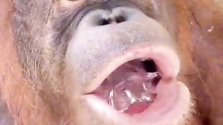 Its  give me ice cubes