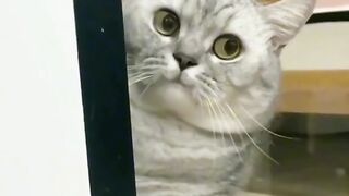 Funny cat