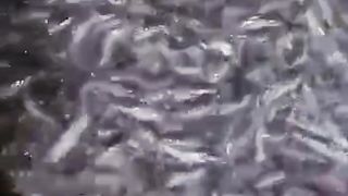 Jika budidaya ikan lele dengan alur yang benar, pasti jauh dari kata RUGI