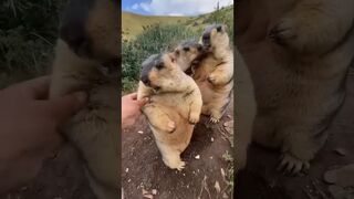 marmot compilation || Cute ???????? #shorts