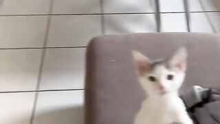Je suis l’esclave des chatons…