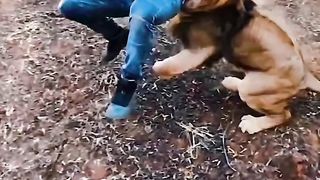 when you play with lion