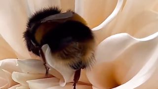 Bumblebee asleep in a dahlia bloom. Шмель спит в цветущем георгине.