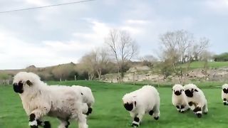 Valais Blacknose Sheep. Валлисские черноносые овцы.