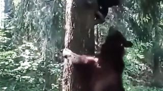 Grizzly attacks guy on the treeeee! #shorts #grizzly #usa #attack