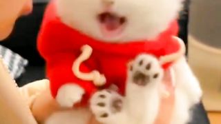 Cat funny