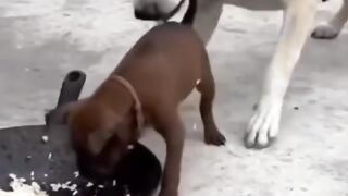 Dogs fight!!! :) :)