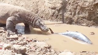 KOMODO DRAGONS HAVE DIFFICULTY EATING FISH