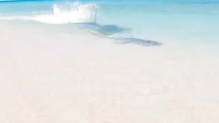 Hardcore shark attacks shark
