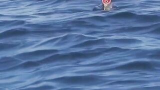 Shark Attacks !!; #shorts #sharks #attack #fishing