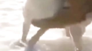 Tiger attack Dog #amazing #amazinganimals #shortsvideo #shorts