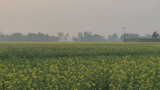#Mustard_field