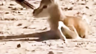 #10 tragic hyena moments, eagle attacks hyena!part1