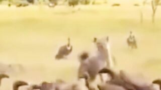 10 tragic hyena moments, eagle attacks hyena!part4