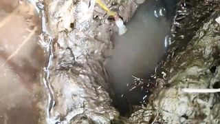 The appearance of starving eels, directly snatched