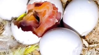 Hatching parrot baby