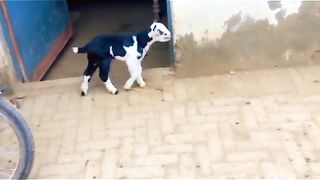 Baby goat for sale in Pakistan