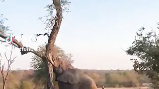 Angry elephant||pulled tree||
