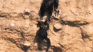 Funny Monkey Viral Video