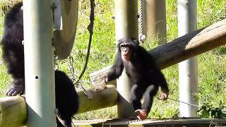 Funny Monkey Viral Video