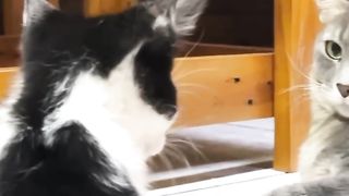A rescued kitten talking to a big cat