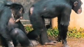Funny Monkey Viral Video