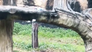 Funny Monkey Viral Video