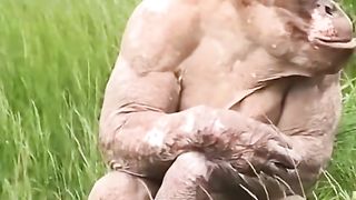 Funny Monkey Viral Video