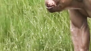 Funny Monkey Viral Video