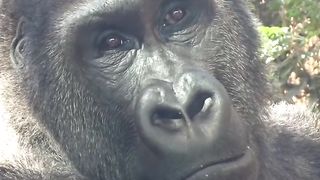 Funny Monkey Viral Video