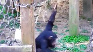 Funny Monkey Viral Video