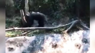 Funny Monkey Viral Video
