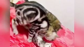 Funny Cat Viral Video