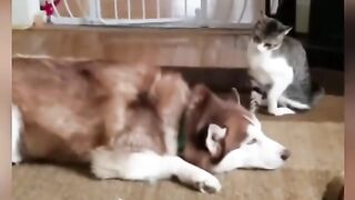 Funny Dog Viral Video