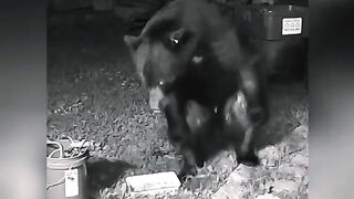Funny Panda Viral Video