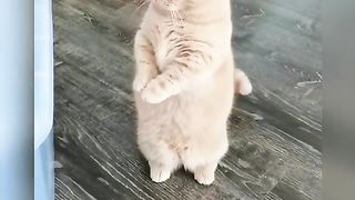 Funny Cat Viral Video