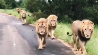 Funny Lion Viral Video