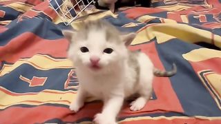 Séance biberon avec le petit chaton abandonné