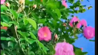 Best flower